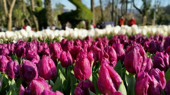 tulip-festival-istanbul-turkey